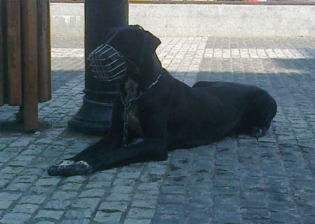 dog german urgent