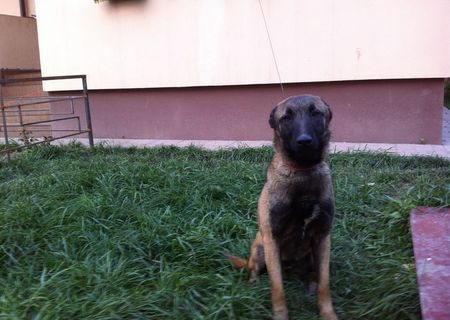 Donez Pui Malinois cu pedigree