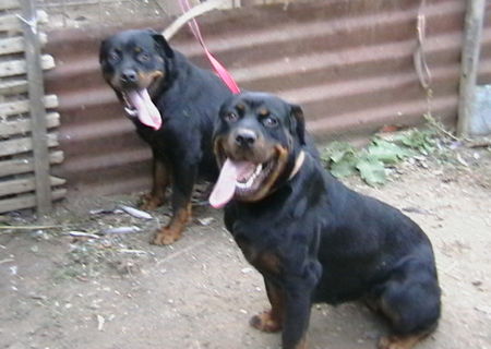 doua femele rottweiler de vanzare