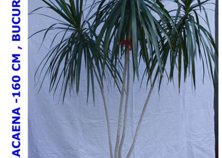 Dracena Planta Decorativa