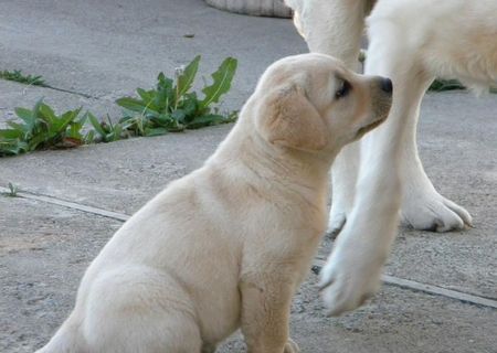 exemplar superb Labrador Retriever femala