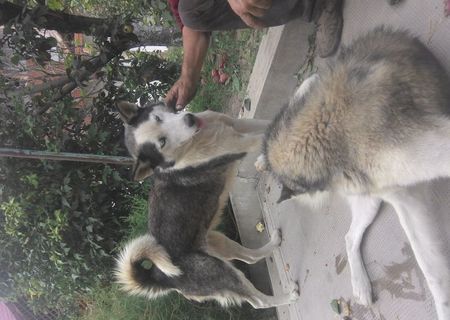 FEMELA HUSKY SYBERIAN