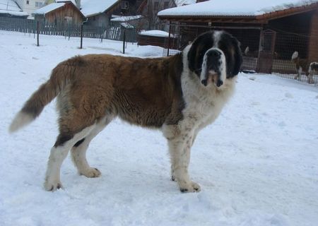 femelă saint bernard