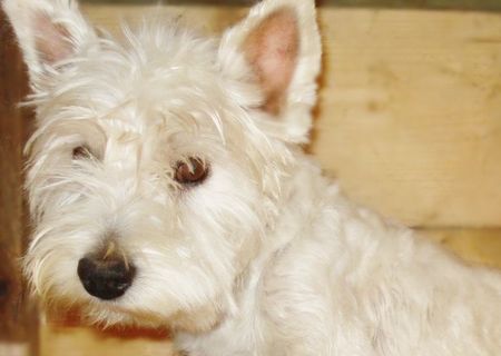 Femela West Highland White Terrier - Westie