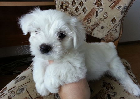 fetita Bichon Maltese