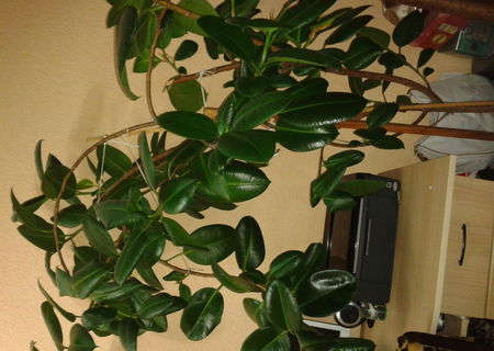 ficus de vanzare