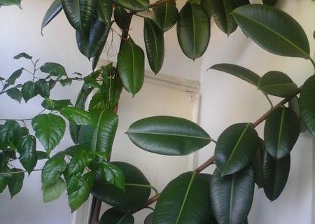 Ficus,inalt 2.5m