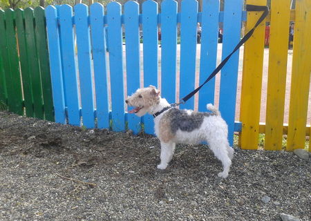 FOX TERRIER WIRE