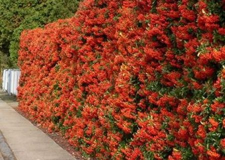 gard viu pyracantha