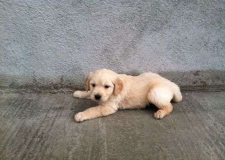 golden retriver