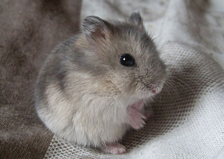 Hamsteri pitici rusesti - P. Campbelli