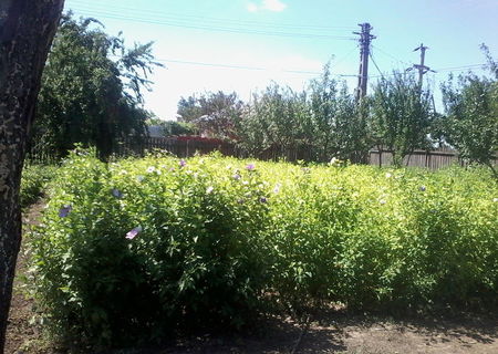 hibiscus.buxus.albizia.catalpa