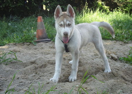 Husky siberian