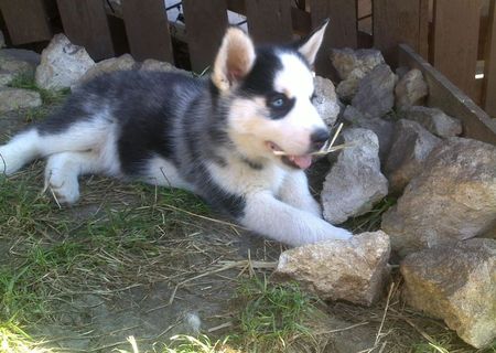 husky siberian