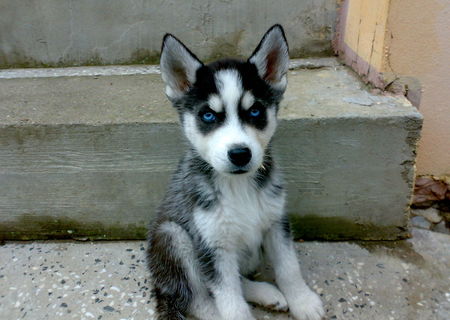 Husky siberian