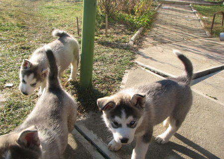 HUSKY SIBERIAN