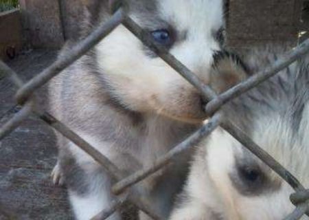 husky siberian alb cu negru .okii albastrii