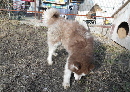 Husky Siberian,mascul,un an