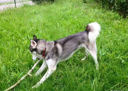 Husky Siberian monta