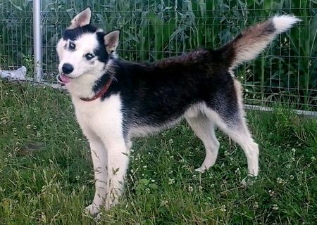 Husky siberian  - monta