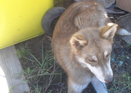 Husky-un caine istet si alert