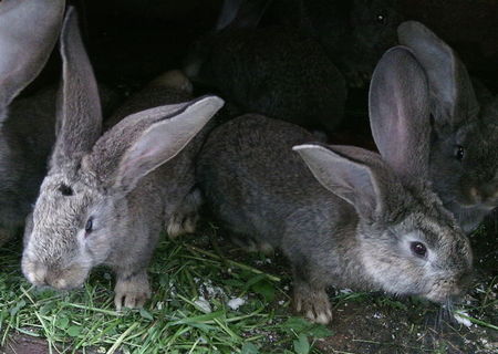 Iepuri uriasul belgian