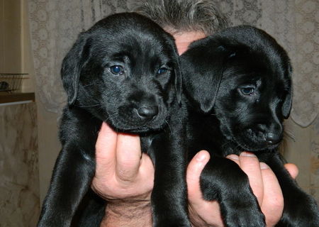 Labrador Retriever