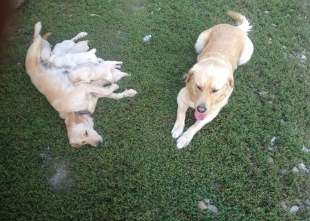 Labrador retriever/ Golden retriever