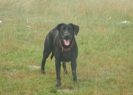 Labrador Retriever Negru