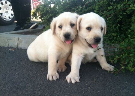 labrador retriver