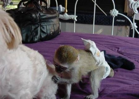 Maimuțe inteligente capucin pentru adoptarea X-mas   provvidenzaanello949@gmail.com