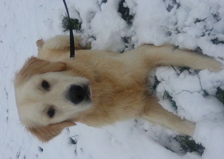 mascul golden retriever pentru monta