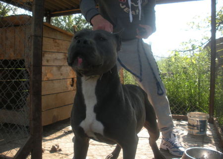 Mascul Pitbull Blue Nose disponibil pentru monta