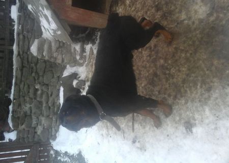 mascul rottweiler