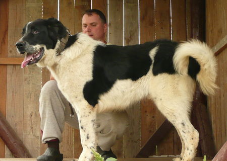 Masul de ciobanesc de bucovina