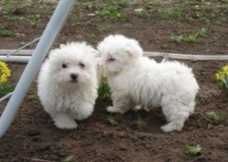 metis bichon +caniche 300 ron