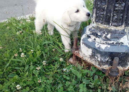 metis golden retriver