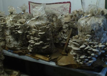 miceliu ciuperci pleurotus ostreatus si champignon