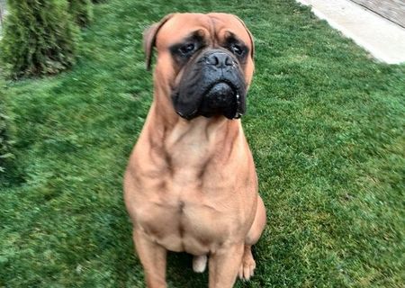 monta bullmastiff