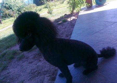 Monta caniche(poodle) pitic