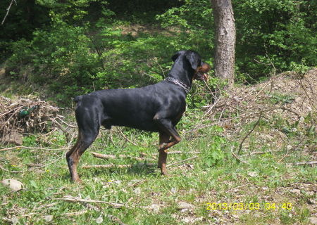 monta doberman