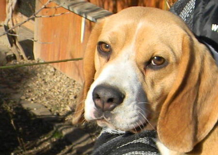 Ofer mascul Beagle tricolor pentru monta