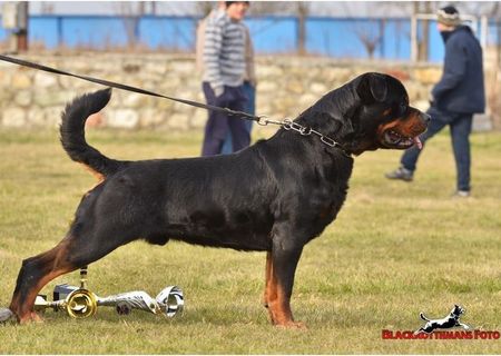 Ofer mascul rottweiler pentru monta!