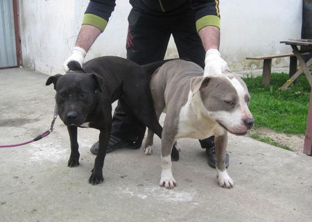 oferta catei amstaff