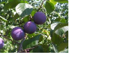 Palinca(tuica) de prune productie proprie