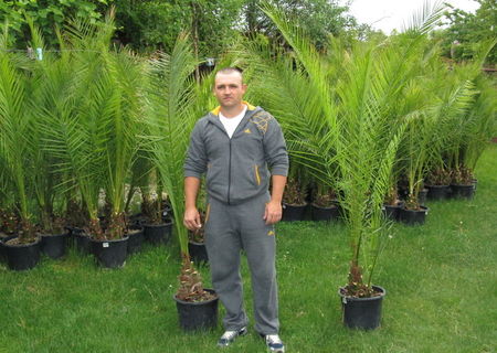 palmieri phoenix canariensis