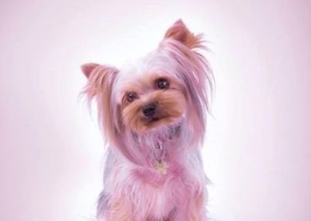 Paula Buru - Cosmetica canina profesionala