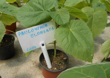 Paulownia Elongata