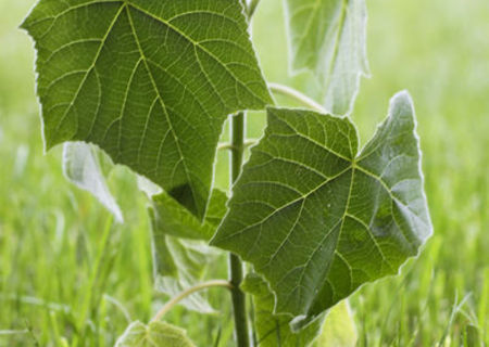 Paulownia Hibrid