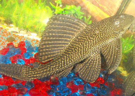 peste sanitar plecostomus-100 lei